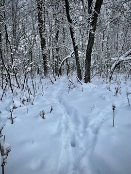 Deep snow covering a forest trail after the first winter storm, creating a peaceful early winter landscape.