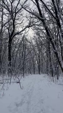 First-person view walking along a forest trail after the first snowfall, with snow-covered trees and a peaceful winter landscape.