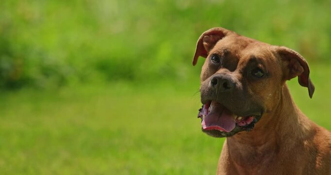 Close-Up Brown German Boxer Dog Panting in Sunlit Grass