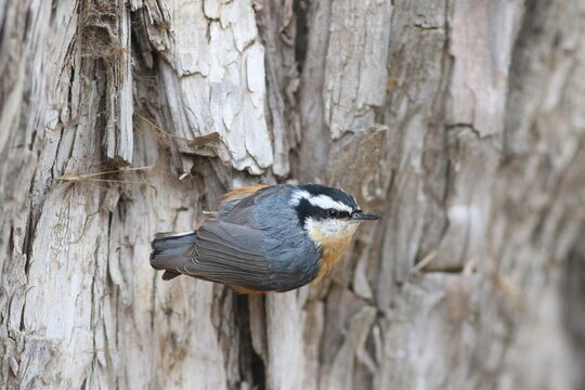 Nut Creeper