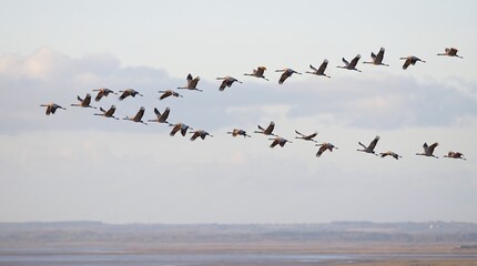 Fototapeta premium Flock of Cranes Flying in V Formation