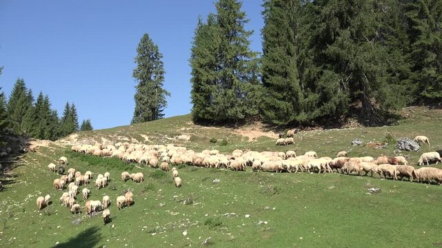 Sheep in Mountains, Farming, Herding Flock of Lambs, Goats Grazing Hill, Shepherd Domestic Animals, Pastoral View