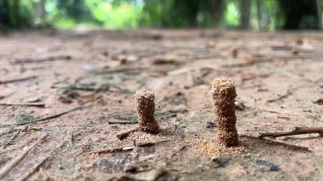 Termite Mounds on Forest Floor: Tiny termite mounds stand sentinel on a dirt path, surrounded by forest detritus, hinting at the hidden world of insect activity beneath.
