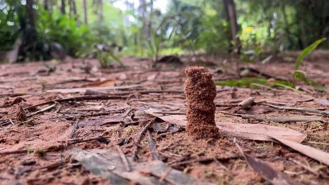 Termite Mound in Forest Floor: A tiny termite mound, constructed from soil and organic matter, stands prominently on the forest floor, surrounded by fallen leaves and forest foliage.
