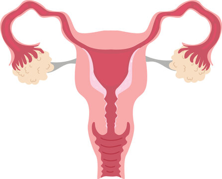 Human female reproductive system anatomy in flat vector illustration