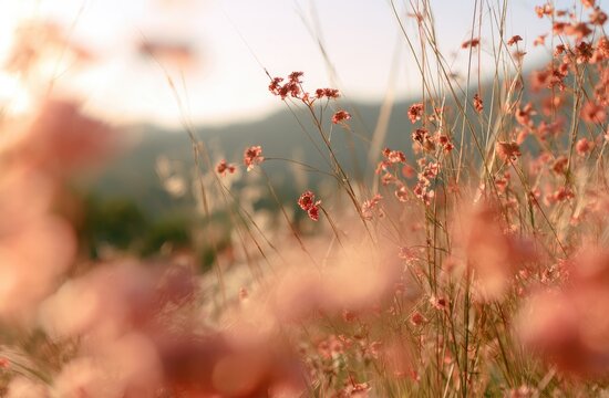 Soft focus field of small pink wildflowers at sunset