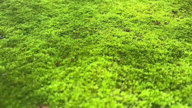 Close-up of Lush Green Moss Carpet: A detailed texture of vibrant green moss carpeting a surface, highlighting its intricate beauty and natural growth.