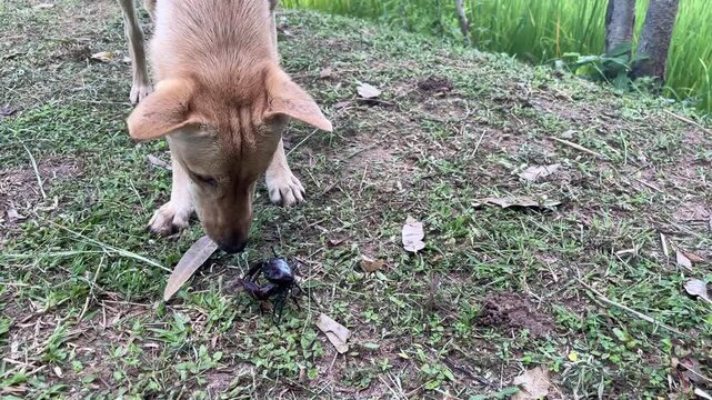Curious Canine Investigates Beetle: A young, light brown dog with floppy ears gently sniffs at a small, dark beetle on a grassy patch, its natural curiosity piqued by the tiny creature.