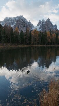 4K View of Lago d'Antorno, Autumn Dolomites with Snow Capped Peaks and Water Ripples