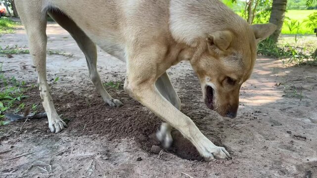 Curiosity Excavated: A light brown dog intently digs into the dry earth with its paw, nose close to the ground, surrounded by sparse vegetation and hints of an outdoor setting.