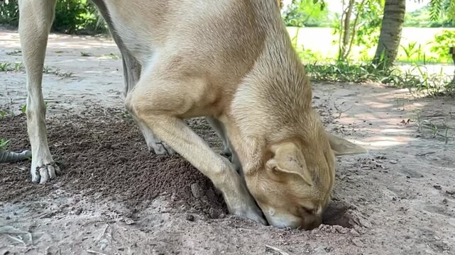 Dog Digging Soil: A light-colored dog is intently digging into the soil with its snout.