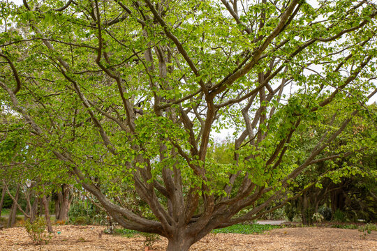 Parrotia persica, Persian Ironwood, is a beautiful speciman tree growing in a large garden in New Zealand 