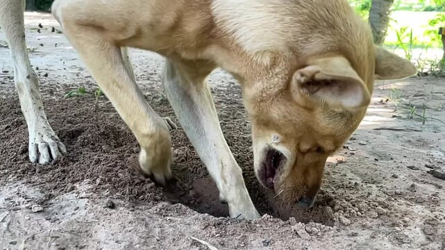 Dog Digging in the Dirt: A light-colored dog with floppy ears is focused on digging a hole in the earthy ground. Its snout is buried in the soil, indicating intense concentration on its task.