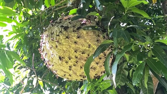 Giant Soursop Fruit on Tree
