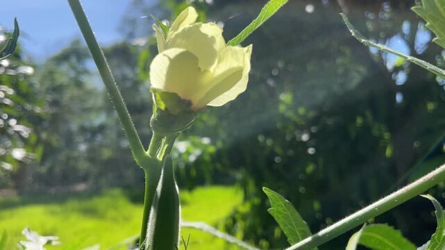 Okra Flower and Pod on Vine: A delicate yellow okra flower blooms on a vibrant green vine, with a developing green pod visible below, set against a softly blurred garden background.