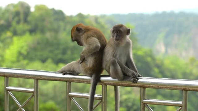 Wild Monkey in the city park, part 9