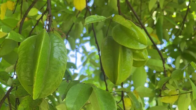 Star Fruit on Tree: Close-up shot of several ripe green star fruit hanging from a tree branch, surrounded by vibrant foliage.