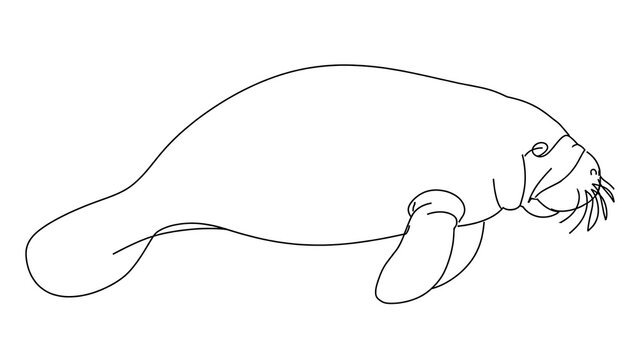 Manatee swimming on white background.