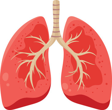 Healthy Human Lungs Respiratory Anatomy and Breathing Illustration