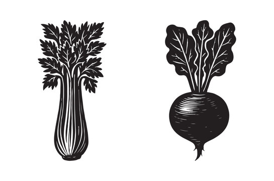 celery and beetroot silhouettes on white background