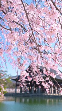 Vertical video, South Korea spring in the Gyeongbokgung Palace