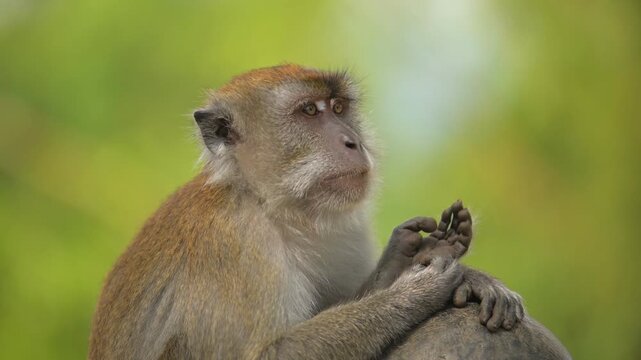 Wild Monkey in the city park, part 3