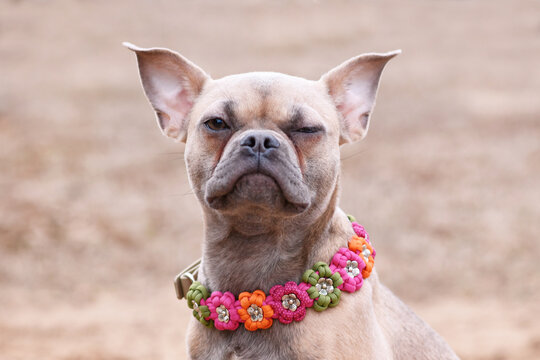 Portrait of grumpy French Bulldog dog mix with paracord flower collar