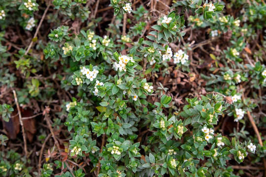 Pimelea aridula hybrid  flowering in a garden in Spring in New Zealand