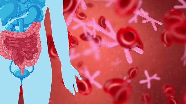 Animated Medical Background of Human Anatomy and Bloodstream Cells