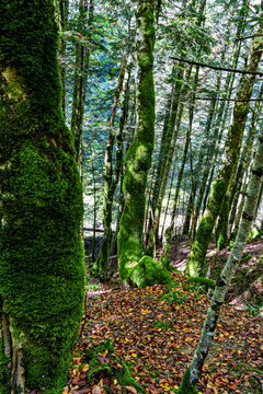Autumn view of the Irati Forest, Selva de Irati in the Spanish province of Navarre in Spain