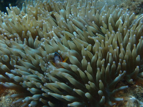 Clownfish (Amphiprion sp.) nestled among sea anemone tentacles on coral reef
