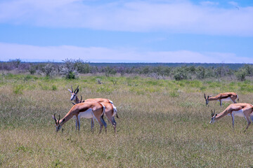Springboks grazing across the dry, sun-drenched plains of Etosha National Park in Namibia under an open African sky. © lucazzitto
