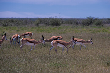 Springboks grazing across the dry, sun-drenched plains of Etosha National Park in Namibia under an open African sky. © lucazzitto