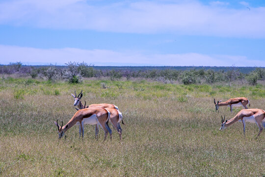 Springboks grazing across the dry, sun-drenched plains of Etosha National Park in Namibia under an open African sky.