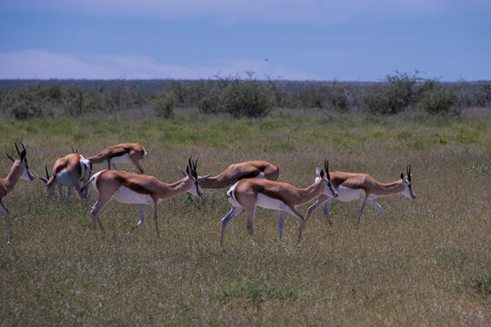 Springboks grazing across the dry, sun-drenched plains of Etosha National Park in Namibia under an open African sky.