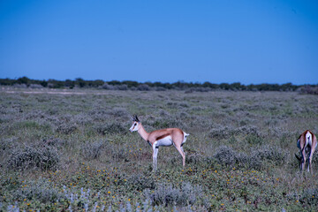 Springboks grazing across the dry, sun-drenched plains of Etosha National Park in Namibia under an open African sky. © lucazzitto