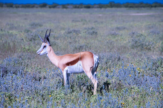 Springboks grazing across the dry, sun-drenched plains of Etosha National Park in Namibia under an open African sky.