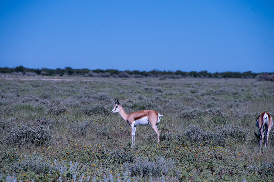 Springboks grazing across the dry, sun-drenched plains of Etosha National Park in Namibia under an open African sky.