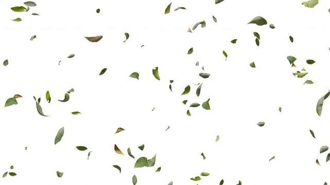 4K 3D animation of fresh green leaves falling and swirling isolated on solid white background, horizontal 16:9 nature for environmental promo, eco-friendly video, and commercial backdrop