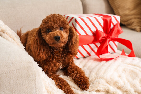 Holiday gift and pet companionship, cute brown poodle dog sitting on a cozy sofa next to a wrapped present for Christmas or birthday celebration