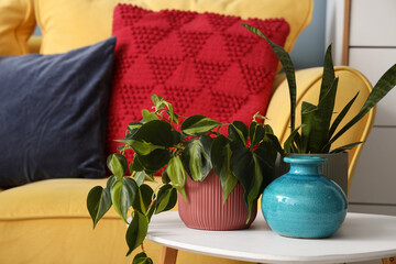 Home interior design and cozy living, indoor plants with decorative ceramic vases on a coffee table in a colorful living room with a yellow sofa © Pixel-Shot