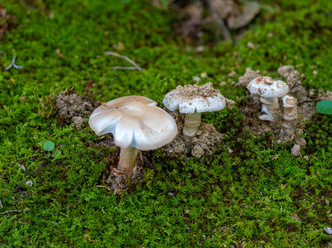苔の間から生える白いキノコ