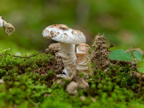 苔の間から生える白いキノコ