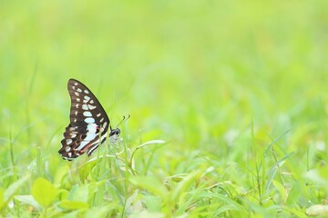  Common Jay butterfly closeup shot in nature and natural sunlight.  © Wilf Nature Hub