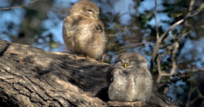 Himalayan Spotted Owlet Perched on a Tree in Daylight, India