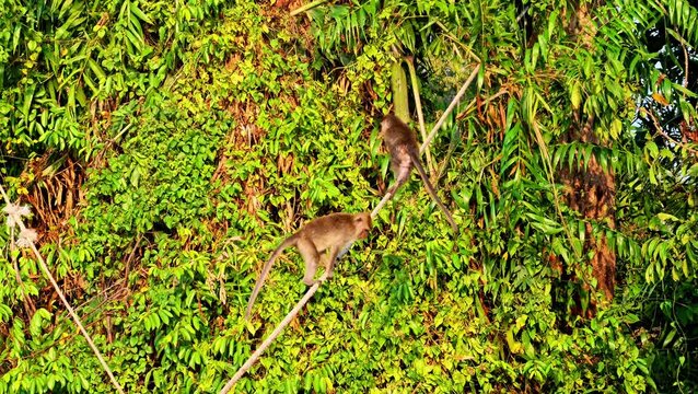 Side view of a wild macaque monkey agilely climbing up a rope against a backdrop of dense green foliage. 4K