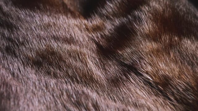A close-up of a dark brown mink fur texture moving smoothly in waves, glossy valuable animal pelt surface, high quality soft texture, luxury natural material, and motion video fashion background.