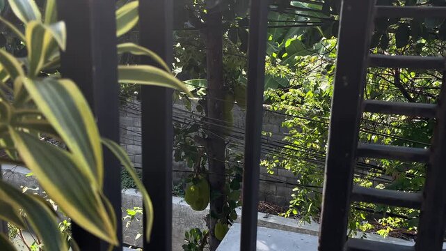 green plants behind dark metal fence outdoors daytime