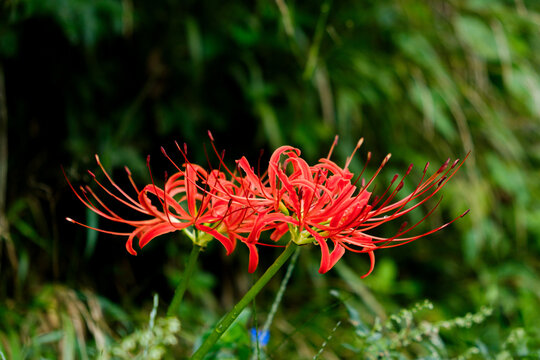 Vibrant red petals stretch upward with slender filaments