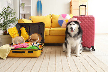 Summer vacation travel with pet, husky dog wearing sun hat sitting next to open suitcase with beach accessories and luggage in living room at home © Pixel-Shot